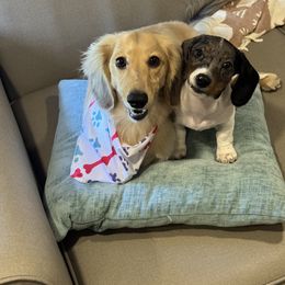 Dachshund Puppies from ♥ MDachs ♥