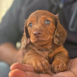 Milo - Dapple male Dachshund puppy in San Antonio, Texas from Little Paws Doxies