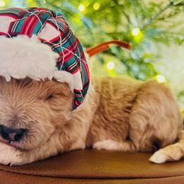 Goldendoodle Puppies from Goldendoodle Baby