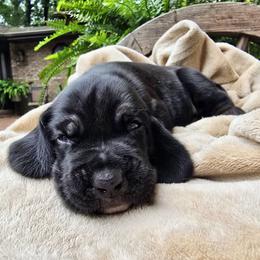 Marina - Black female Colombian Fino Hound puppy in Kingston, Tennessee from Fino Hounds USA