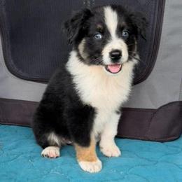 Bacardi - Black tri-color female Australian Shepherd puppy in Howardsville, Virginia from Spectacular Aussies and Cavaliers