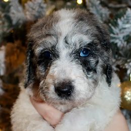 Girl 2 - Aussiedoodle puppy from His and Hers Poodles and Doodles