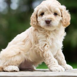 Biscuit - Cream male Cockapoo puppy in Seattle, Washington from Sweet Home Doodles