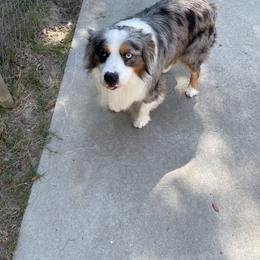 Mojo - Miniature Australian Shepherd