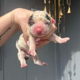 Scooby - Blue merle and white male American Corgi puppy in East Oakdale, California from Rhettro Kennels