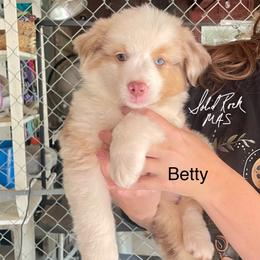 Betty - Red merle female Miniature American Shepherd puppy in Eclectic, Alabama from Solid Rock Miniature American Shepherds