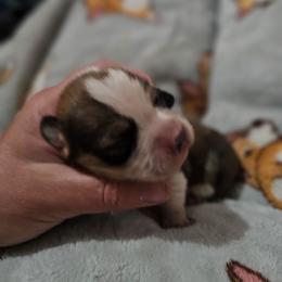 HEYWARD - Sable male Pembroke Welsh Corgi puppy in Pilot Rock, Oregon from L2H Corgi's