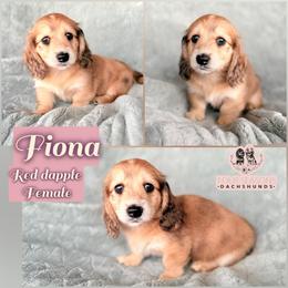 Fiona - Dapple female Dachshund puppy in Meadville, Pennsylvania from Four Seasons Dachshunds