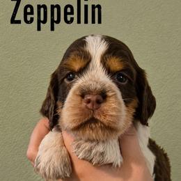 Zeppelin - Tri-Roan male English Springer Spaniel puppy in Fort White, Florida from Thunderbird Springers