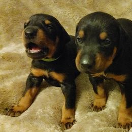 Doberman Pinscher puppies from Hunterlynd Doberman's