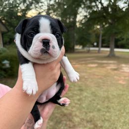 Bailey - Black and white female Boston Terrier puppy in Newnan, Georgia from Down South Bostons