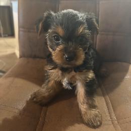 Dino - Chocolate, tan and white male Yorkshire Terrier puppy in Jacksonville, Florida from Lake Shore Yorkies