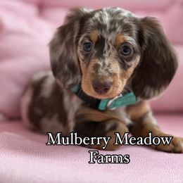 Dolly Rose - Dachshund