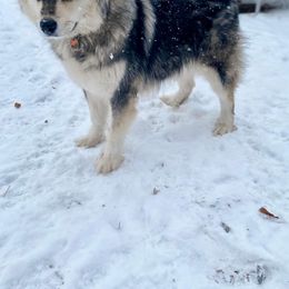 Ash - Alaskan Malamute