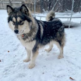 Ash - Alaskan Malamute