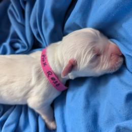Pink Girl - Light golden female Golden Retriever puppy in Peoria, Arizona from Nordic Woof's Golden Retrievers