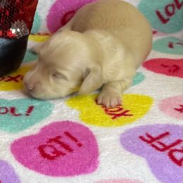 Santana - Cream male Dachshund puppy in Tacoma, Washington from Tiny Dancer Dachshunds
