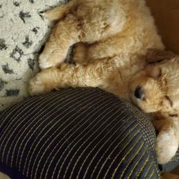 Goldendoodle Puppies from Soule Buddies