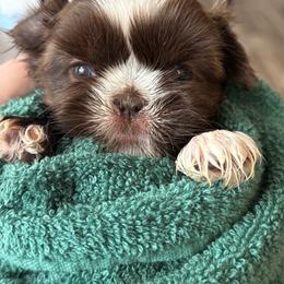 Orange girl - Liver female Shih Tzu puppy in Berkeley Springs, West Virginia from Sandridge Shih Tzus