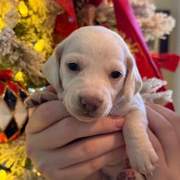Prince Andrew - Dapple male Dachshund puppy in El Cajon, California from Lisa Buxton