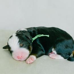 Shepherd - Tri-color male Bernedoodle puppy in Spanish Fork, Utah from K Brand Doodles