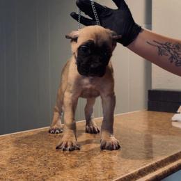 Sienna - Fawn female Cane Corso puppy in Houston, Texas from Mortaio Cane Corso