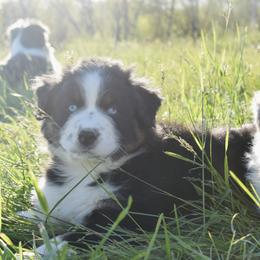 Australian Shepherds from Nickel Valley Aussies