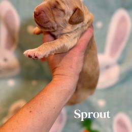 Goldendoodle Puppies from Bayshore Doodles