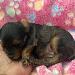 Girl 2 - Black and gold female Yorkipoo puppy in Ocala, Florida from Top Notch Pupz