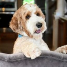 Luna - Australian Labradoodle