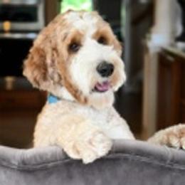 Luna - Australian Labradoodle