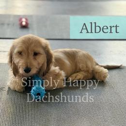 Cream Silky Hair - Pet Only CKC - Ready To Go - Albert - Cream male Dachshund puppy in Pauls Valley, Oklahoma from Simply Happy Dachshunds