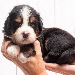 Tan Collar Male 5000 - Black tan and white male Bernese Mountain Dog puppy in Collinsville, Texas from Berner Dynasty