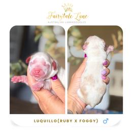 Luquillo - Caramel ice male Australian Labradoodle puppy in Clarksville, Tennessee from Fairytale Lane Australian Labradoodles