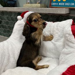 Winnie Gallardo for Krystal - Black and tan female Dachshund puppy in Irving, Texas from DFW Dachshunds by G & S