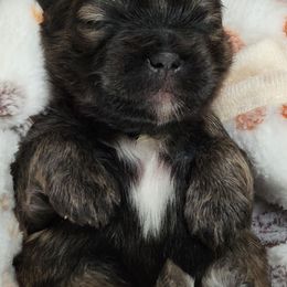Knuckles - Brindle male Lhasa Apso puppy in Jefferson, New York from Absolute Lhasa Love