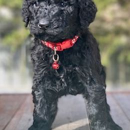 Goldendoodles from Yemeila's Goldendoodles