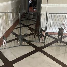 Italian Greyhound Puppies from Fisher Link