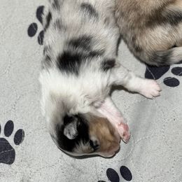 Shetland Sheepdog Puppies from Southern Charm Sheltie’s