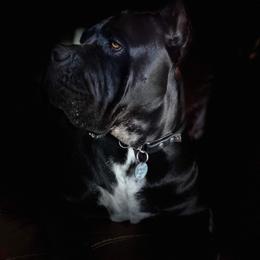 Cane Corso Puppies from JSM Corsos