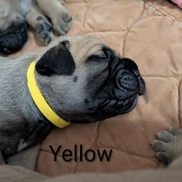 Yellow - Fawn female Bullmastiff puppy in Edinburg, Texas from Ironward Bullmastiffs