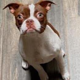 Boston Terriers, Bulldogs, and French Bulldogs from Blue Coast Bulldogs