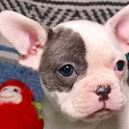 French Bulldogs and German Shorthaired Pointers from Old Orchard Farm