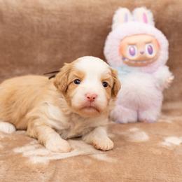 Luck (female) - Caramel cream female Australian Labradoodle puppy in Tucson, Arizona from Saguaro Blossom Doodles