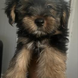Sid 1200 - Black and tan male Yorkshire Terrier puppy in Gastonia, North Carolina from Dynasty Kennel