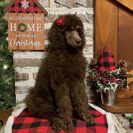Poodle Puppies from Angies Standard Poodles