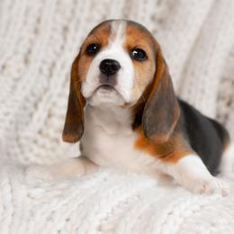 Nova - Blue tan and white female Beagle puppy in Caldwell, Ohio from Folklore Kennel