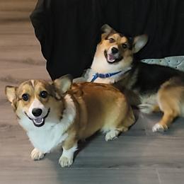 Pembroke Welsh Corgis from Cardinal Corgis