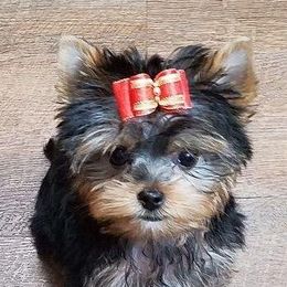 Yorkshire Terriers from TyAva Yorkies