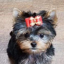 Yorkshire Terriers from TyAva Yorkies